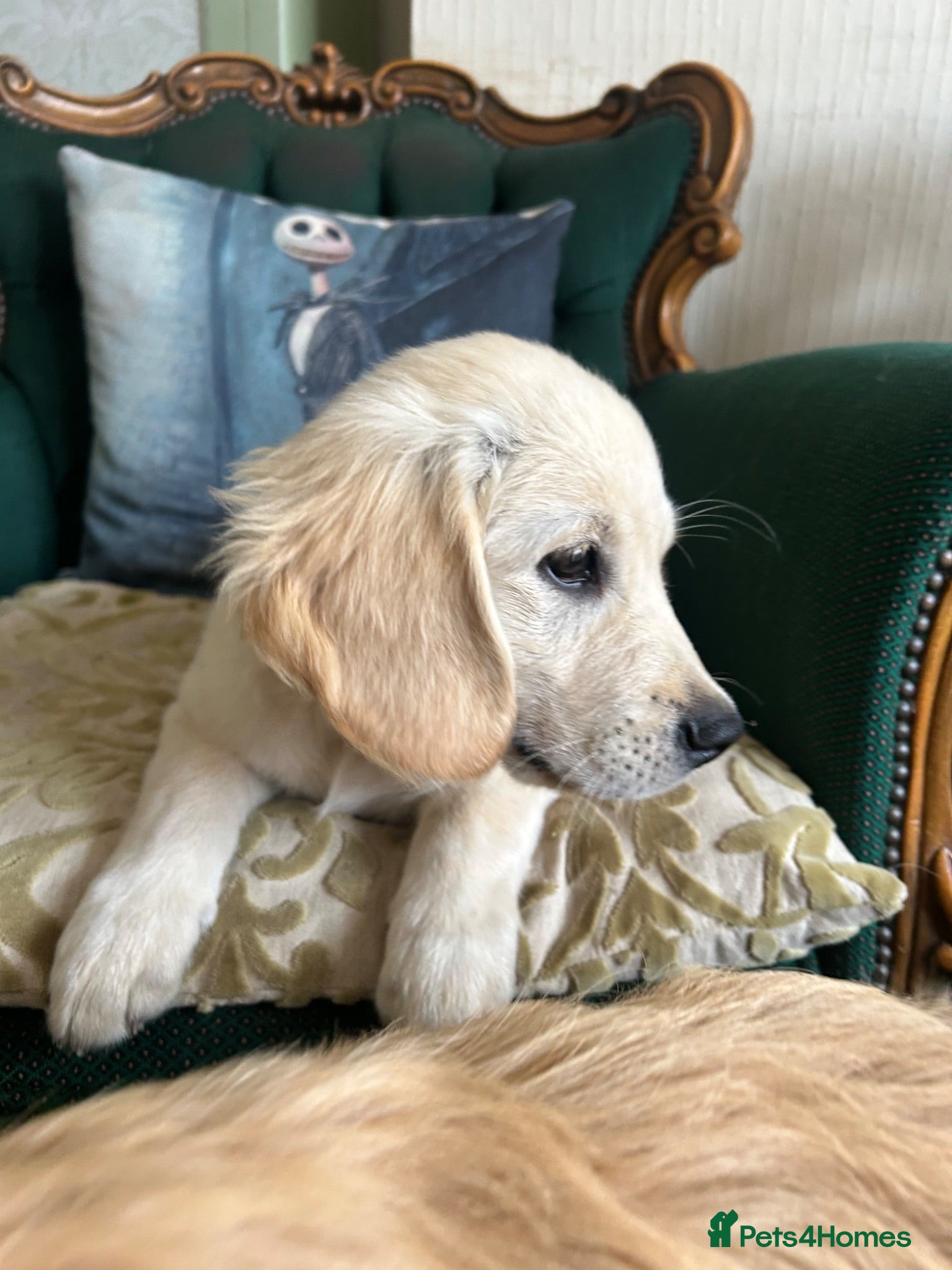 Mixed Breed dogs Dakota sports retriever. Only Mr Grey left. 😮  - Advert 2