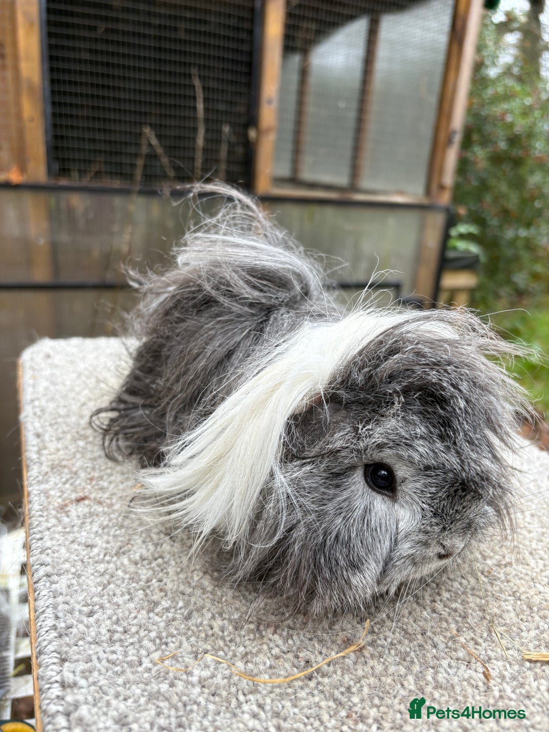 Guinea Pig rodents for sale: Various young guinea pig sows - Advert 4