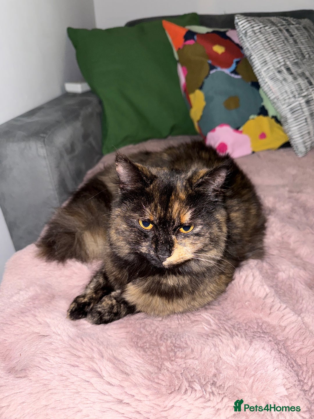 Turkish Angora cats for sale: Kittens for sale - Healthy,Clean & Well cared  - Advert 1