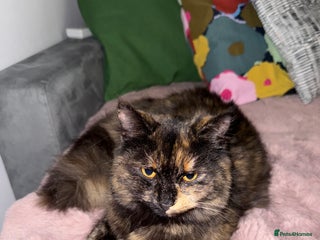 Turkish Angora cats Kittens for sale - Healthy,Clean & Well cared - Advert 3