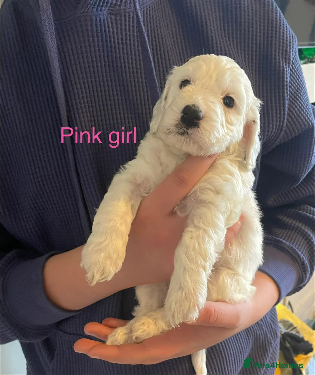 Cockapoo dogs for sale: Cocker spaniel x F1B cockapoo - Advert 7