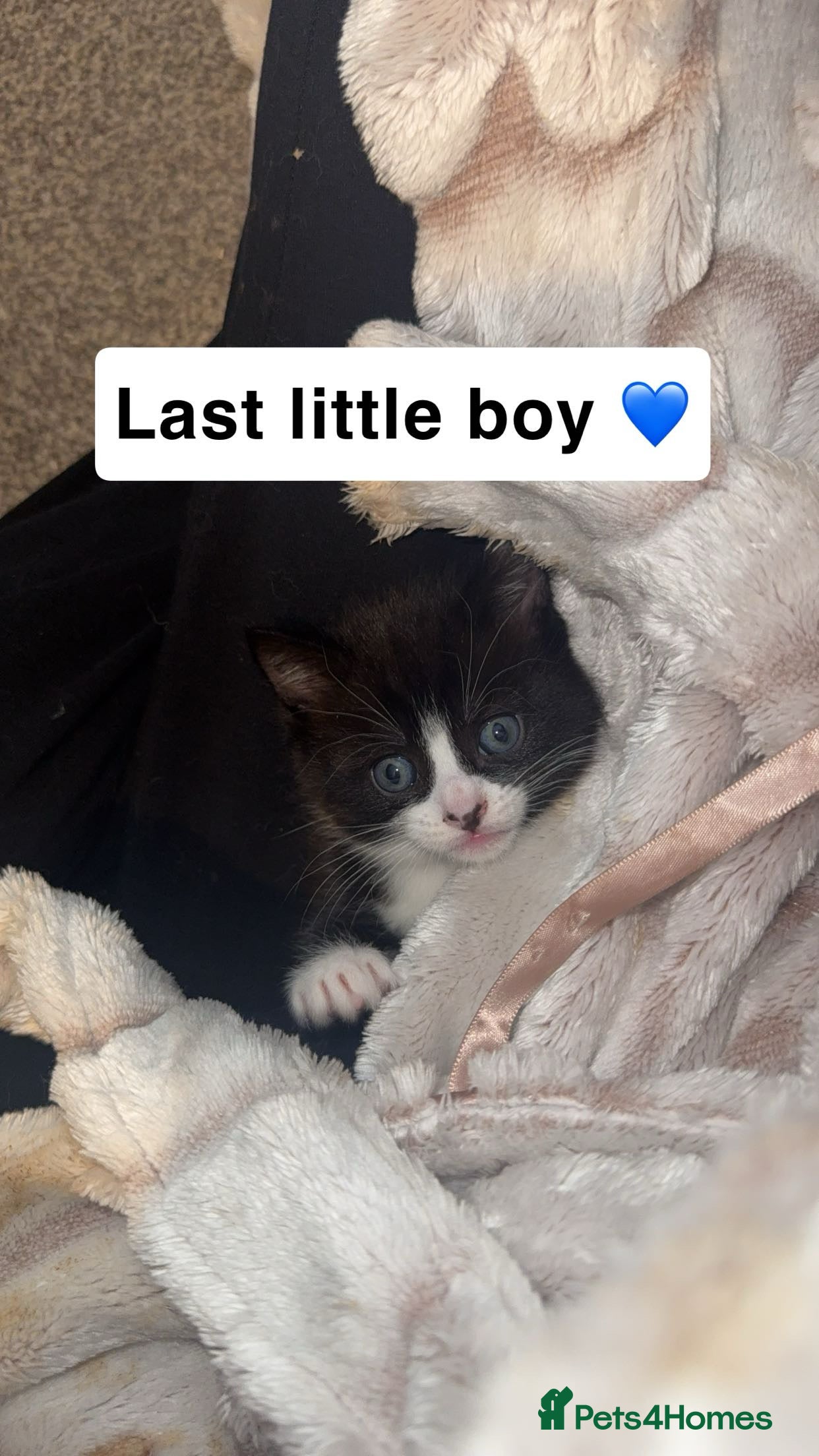 Ragdoll cats Ragdoll cross kittens  - Advert 17