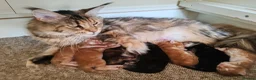 Maine Coon cats for sale: Vilma - Advert 8