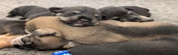 Miniature Schnauzer dogs for sale: KC Health Tested, Miniature Schnauzer Puppies - Advert 12