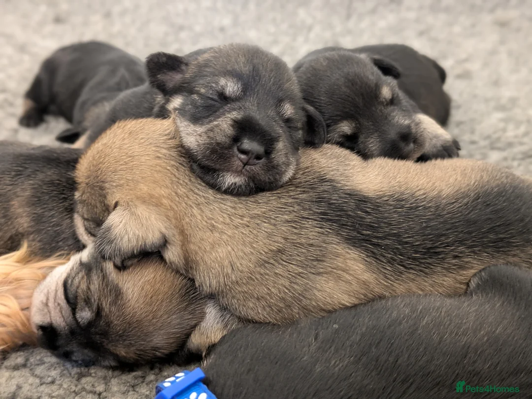 Miniature Schnauzer dogs for sale: KC Health Tested, Miniature Schnauzer Puppies - Advert 12