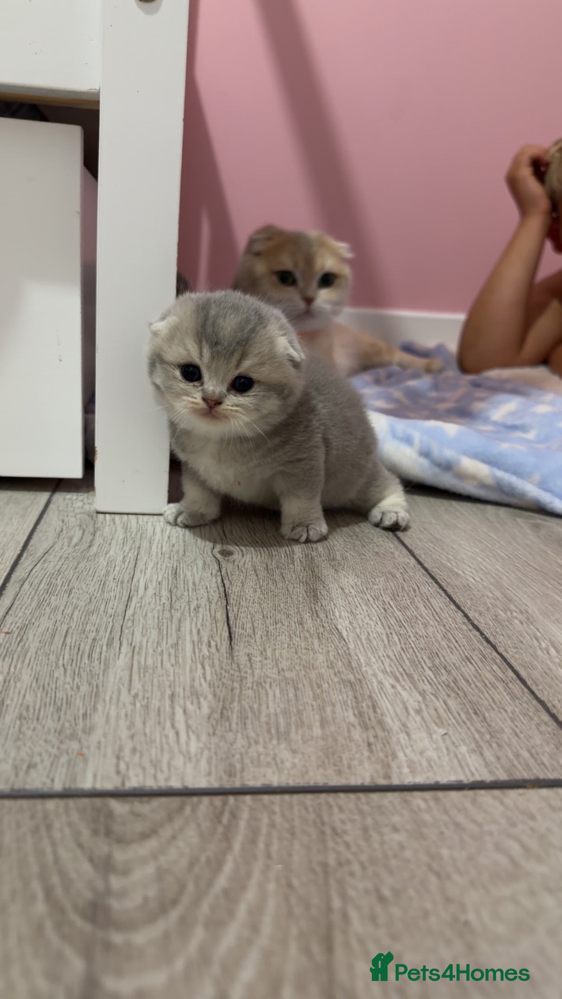 Scottish Fold cats Scottish fold/straight - Advert 8