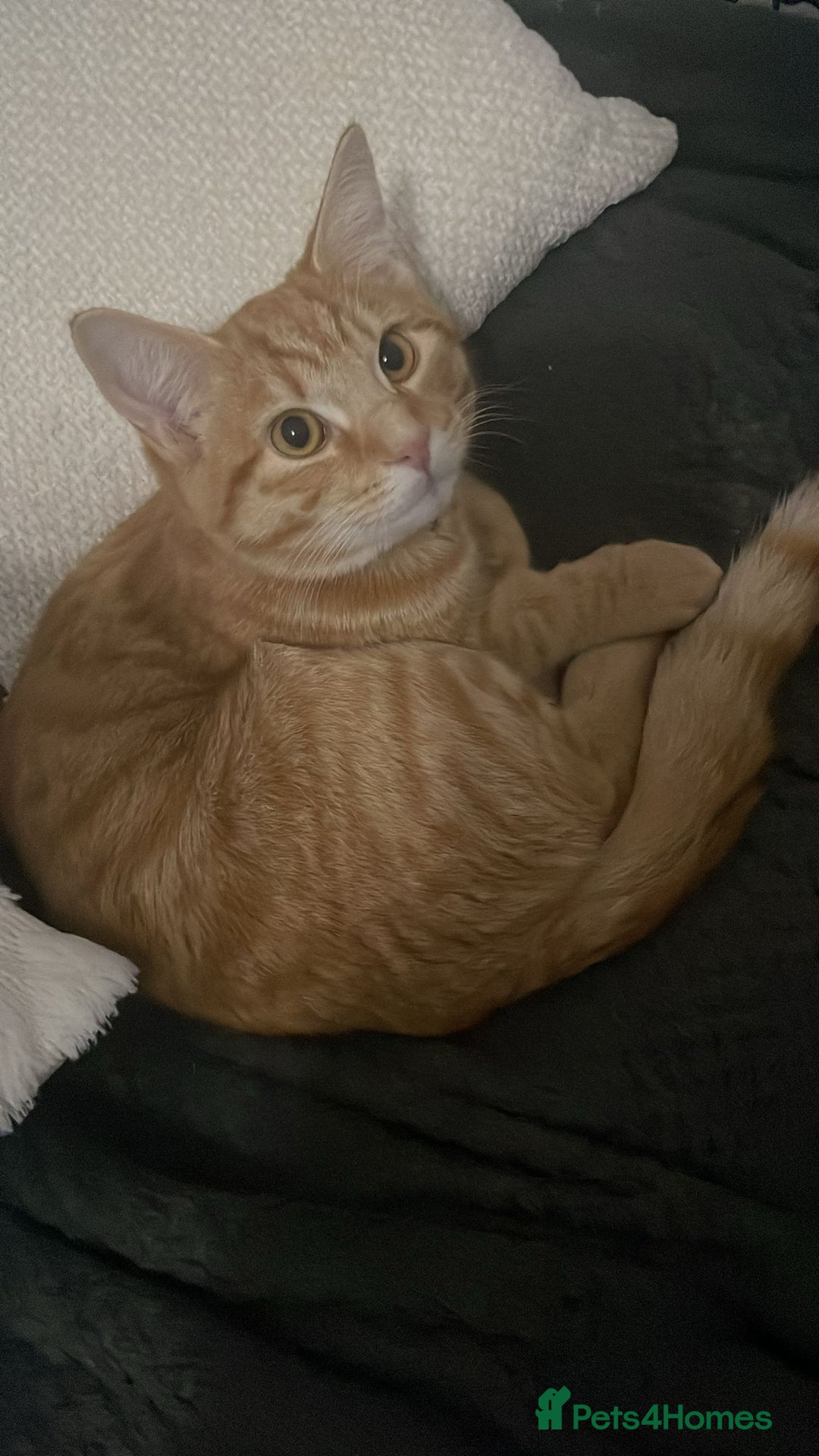 Maine Coon cats for sale: Maine coon mix  - Advert 13