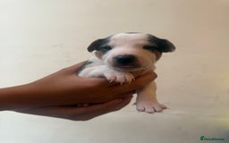 Jack Russell dogs for sale: Beautiful Jack Russell Litter - Image 14