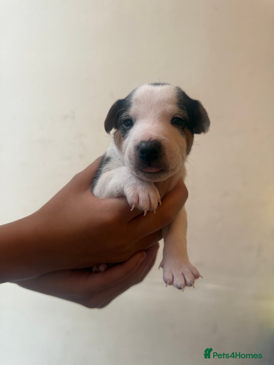 Jack Russell dogs for sale: Beautiful Jack Russell Litter - Image 14