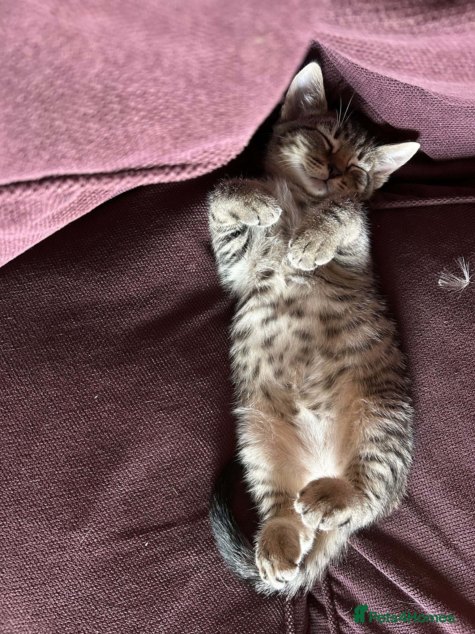 Mixed Breed cats Lovely litter of kittens. Ready now.  - Advert 7