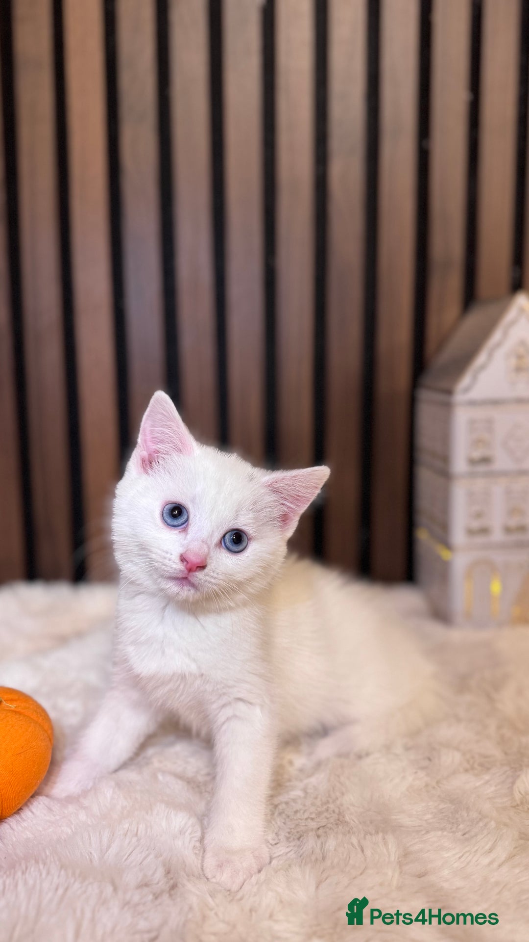 British Shorthair cats for sale: 🎃The Jack Frost Litter–Frost & Pumpkin Whiskers❄️ - Image 5