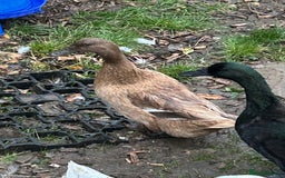 Ducks poultry for sale: 2 females and 2 male ducks for sale  - Advert 13