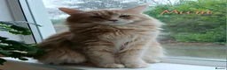 Maine Coon cats for sale: Sweet and Beautiful Pure Breed Maine Coon Kittens - Advert 20
