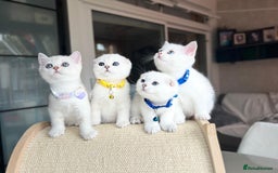 Scottish Fold cats for sale: Beautiful Scottish Straight&Fold Kittens Available - Image 11