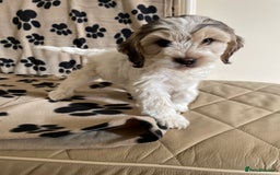 Cockapoo dogs for sale: Beautiful Cockapoo puppies - Image 4