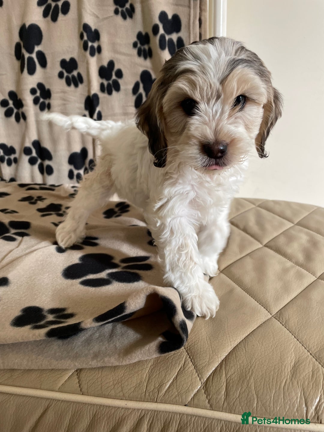 Cockapoo dogs for sale: Beautiful Cockapoo puppies - Image 4
