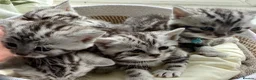 British Shorthair cats for sale: GCCF Rare Show Quality BSH Silver Tabby Kittens  - Advert 24