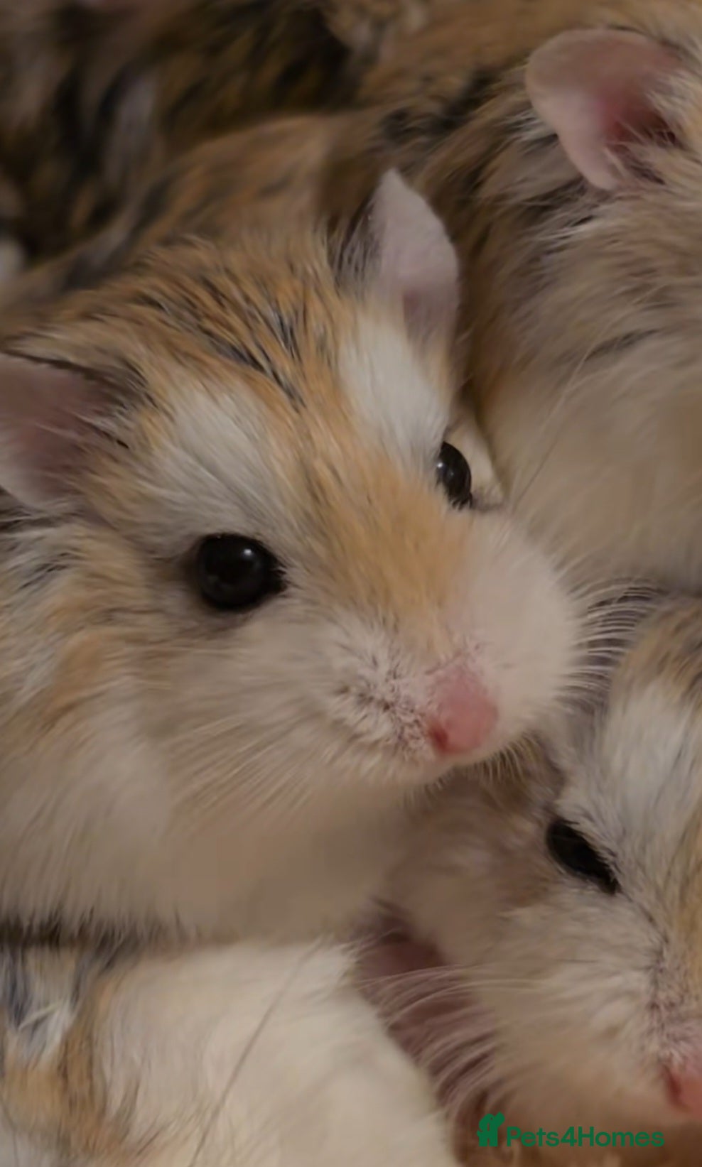 Hamster rodents Hamsters Roborovsky PE19 2DU in St. Neots - Advert 21