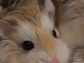 Hamster rodents Hamsters Roborovsky PE19 2DU in St. Neots - Advert 21