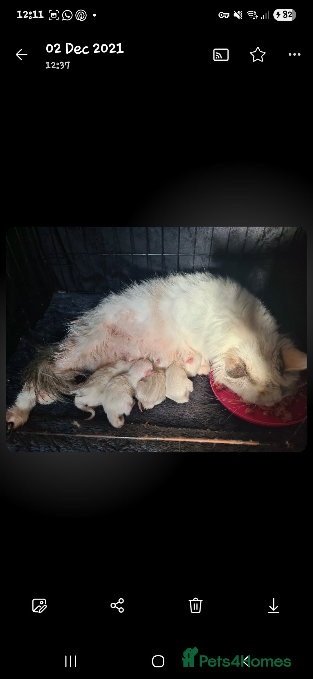 Ragdoll cats for sale: Beautiful Ragdoll boys looking for forever homes - Image 9