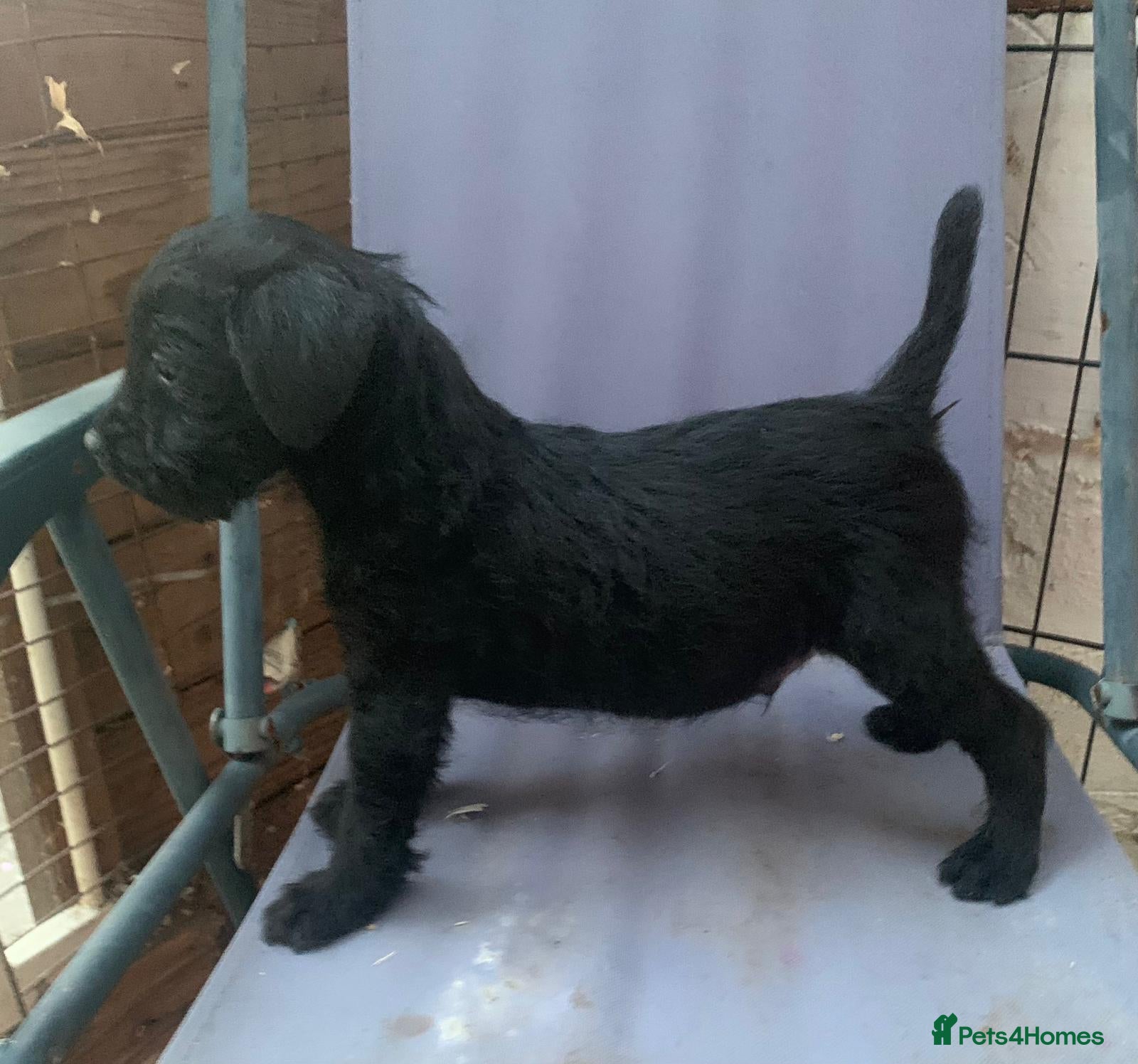 Patterdale Terrier dogs Patterdale terrier puppies  - Advert 2