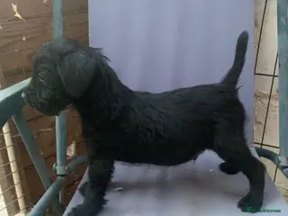 Patterdale Terrier dogs Patterdale terrier puppies - Advert 2