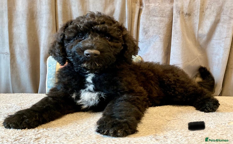 Portuguese Water Dog dogs - Advert 1