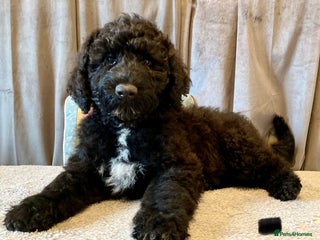 Portuguese Water Dog dogs - Advert 2