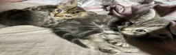American Shorthair cats for sale: 4 American shorthair kittens - Advert 10