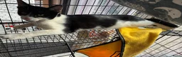 Mixed Breed cats for sale: Male kitten around 5-6monthes - Advert 3