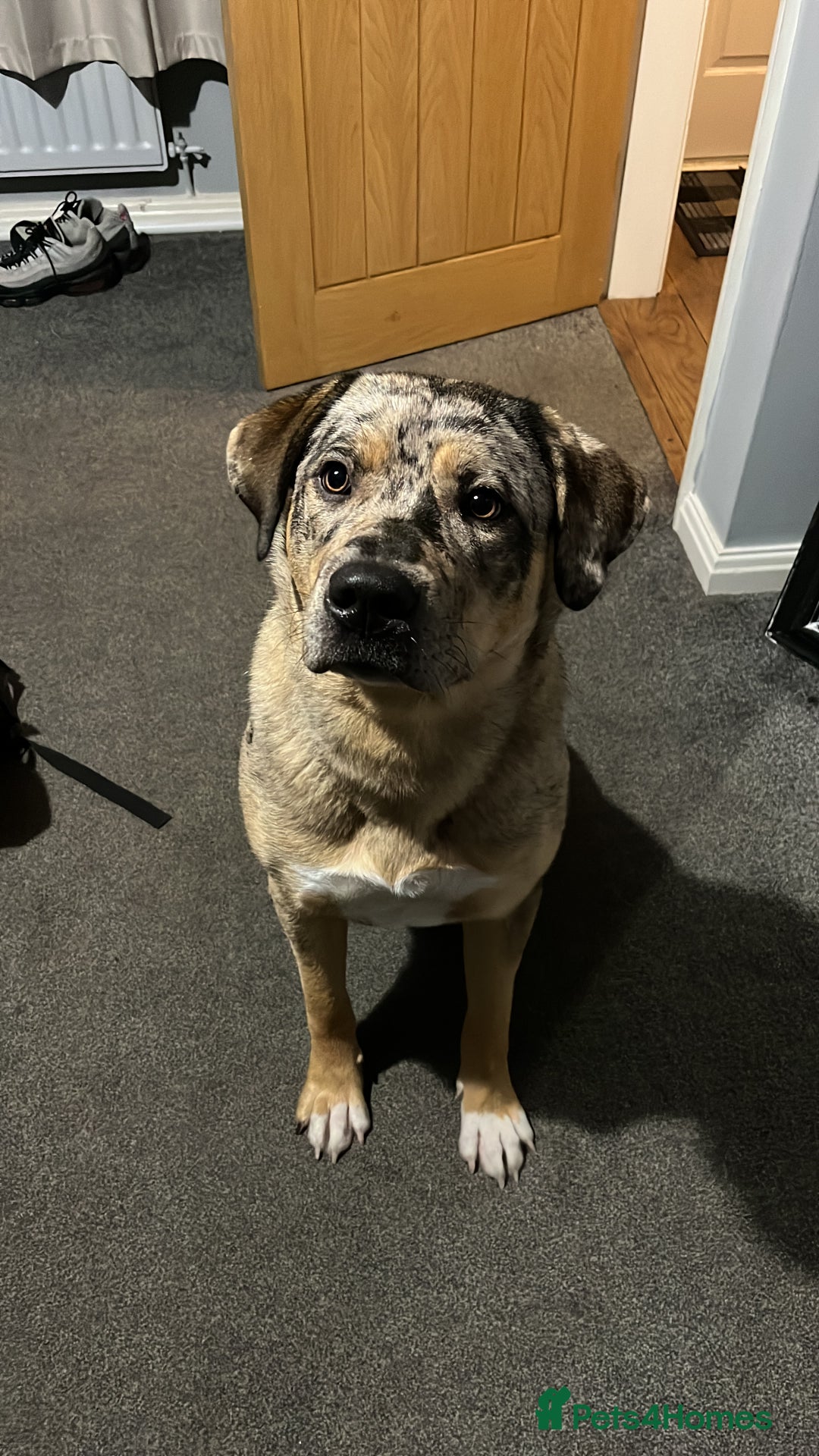 Mixed Breed dogs for sale: 1-year old mixed looking for forever home. - Advert 7