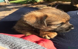 Border Terrier dogs for sale: Adorable Border terrier puppies  - Advert 3