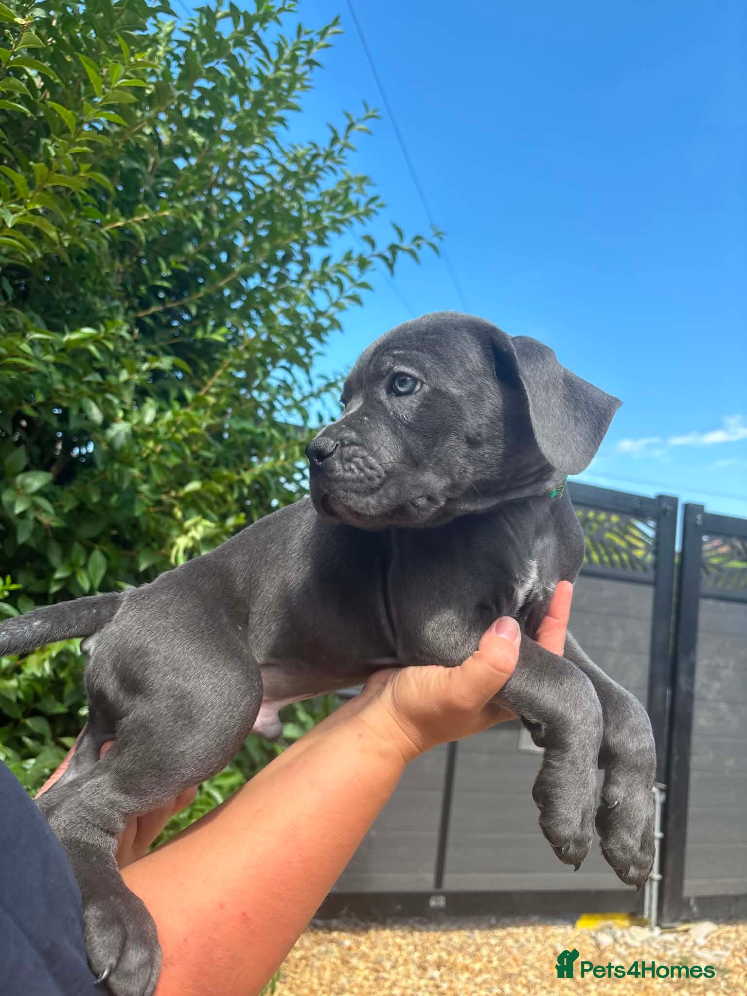 Cane Corso dogs Now ready to leave!🥰 - Advert 2