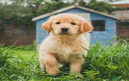 Golden Retriever dogs for sale: Ready now Golden Retriever Puppies KC Dad  - Image 29