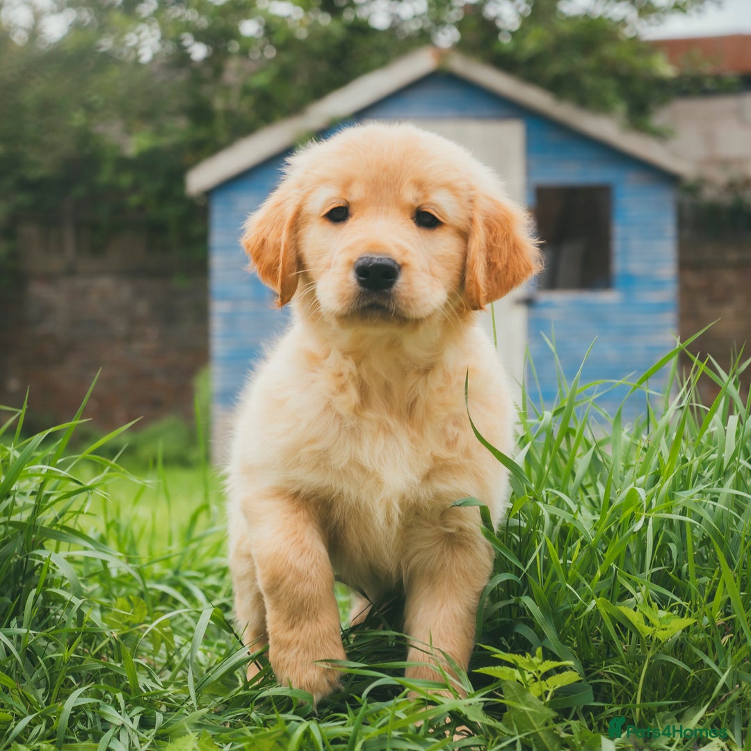 Golden Retriever dogs for sale: Ready now Golden Retriever Puppies KC Dad  - Image 29