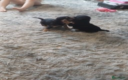 Mixed Breed dogs for sale: Froodle pups for sale  - Image 4