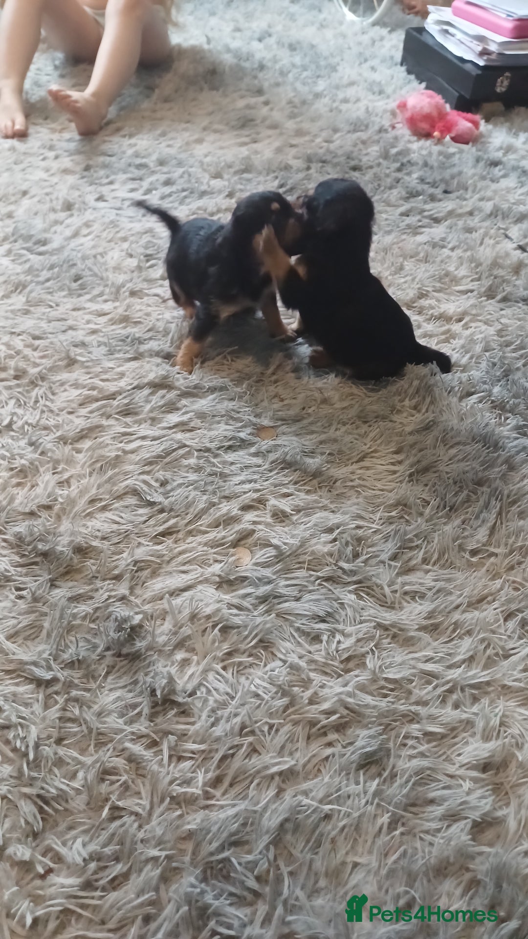 Mixed Breed dogs for sale: Froodle pups for sale  - Image 4
