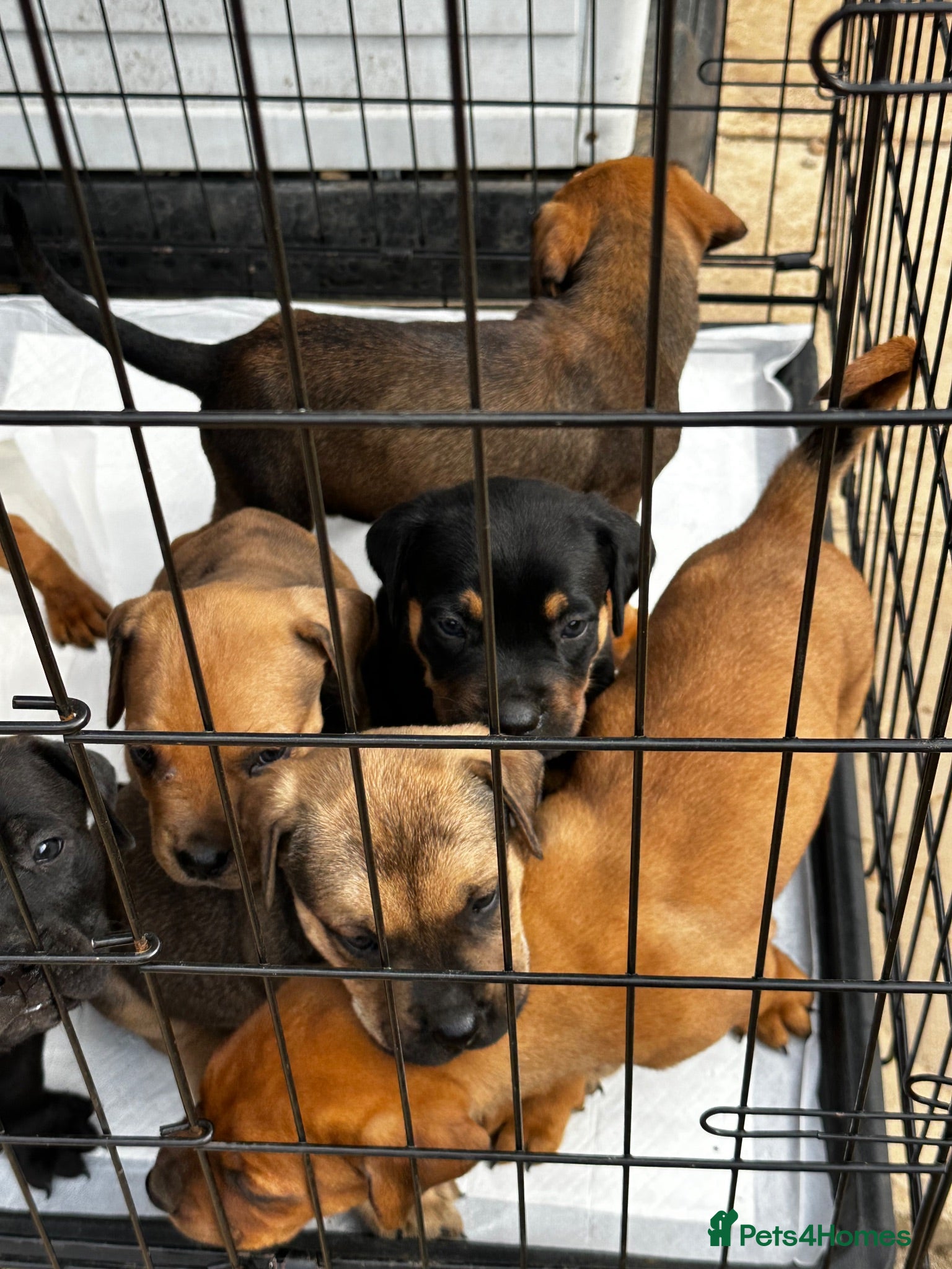 Mixed Breed dogs CANE CORSO X ROTTWEILER  - Advert 10