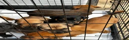Mixed Breed dogs for sale: CANE CORSO X ROTTWEILER  - Advert 7