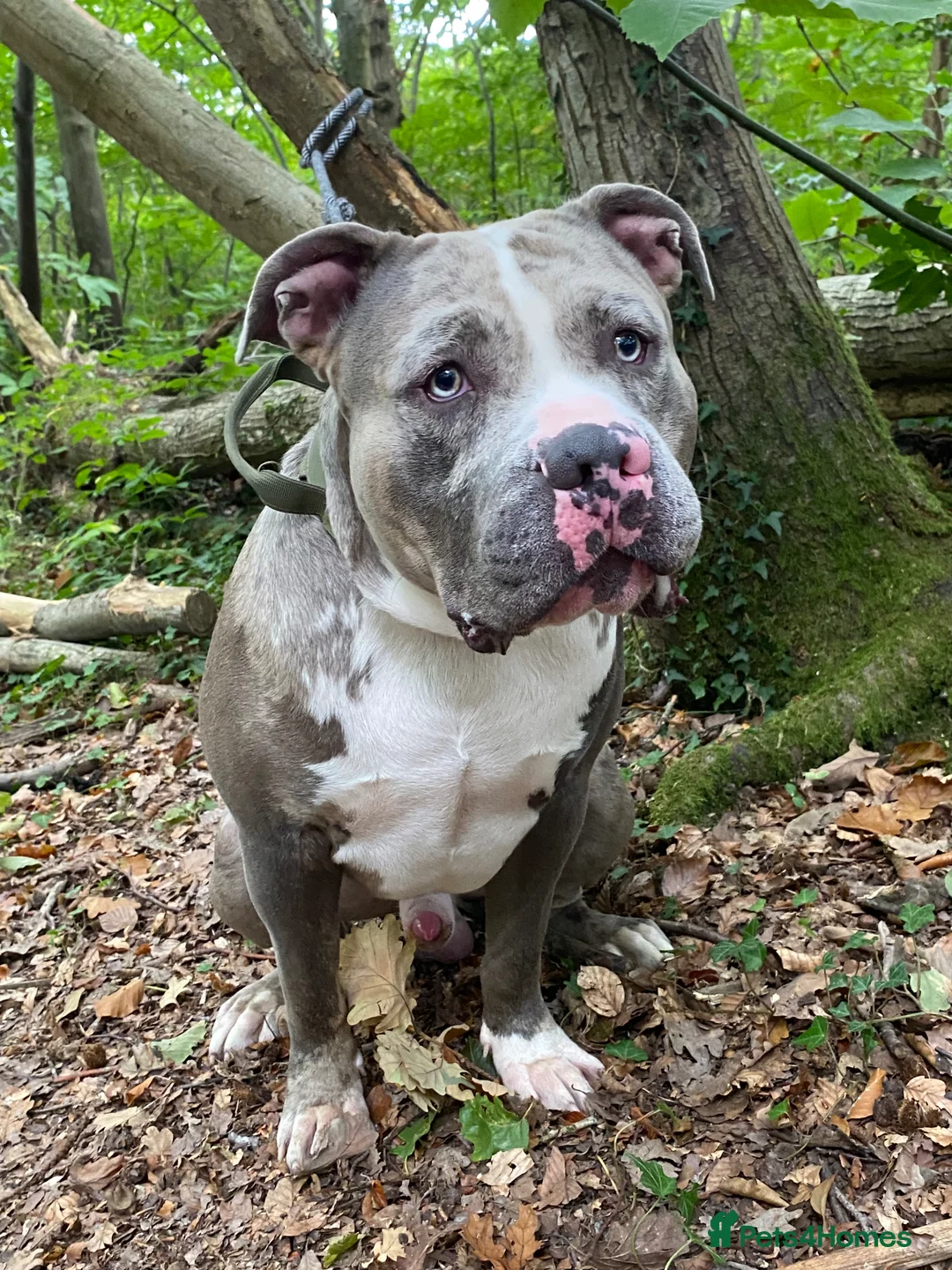 Staffordshire Bull Terrier dogs for stud: King staff  - Advert 1