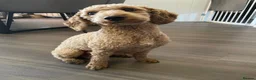 Cavapoo dogs for sale: F1 Cavapoo puppies. Boys and Girls available  - Advert 12