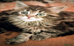 Mixed Breed cats for sale: Maine Coon cross Norwegian kittens - Image 5