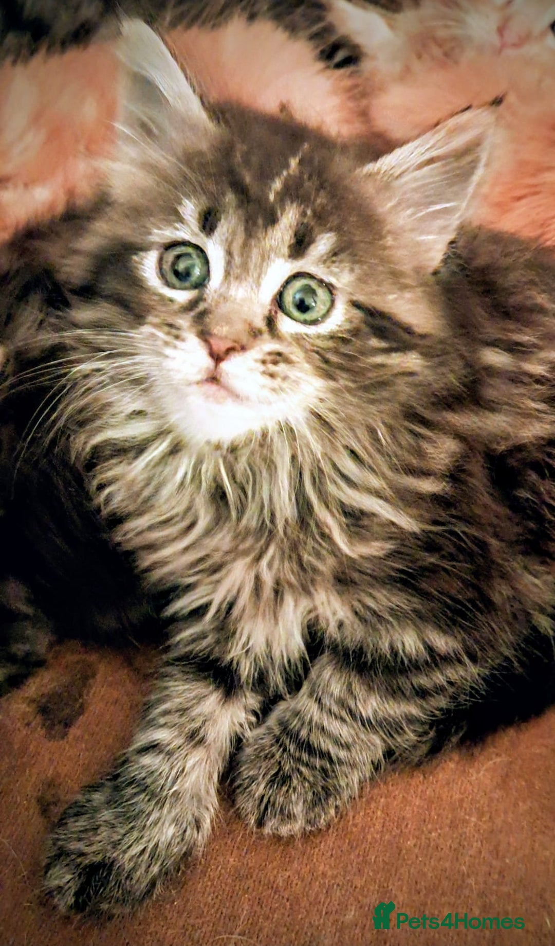 Mixed Breed cats for sale: Maine Coon cross Norwegian kittens - Image 5