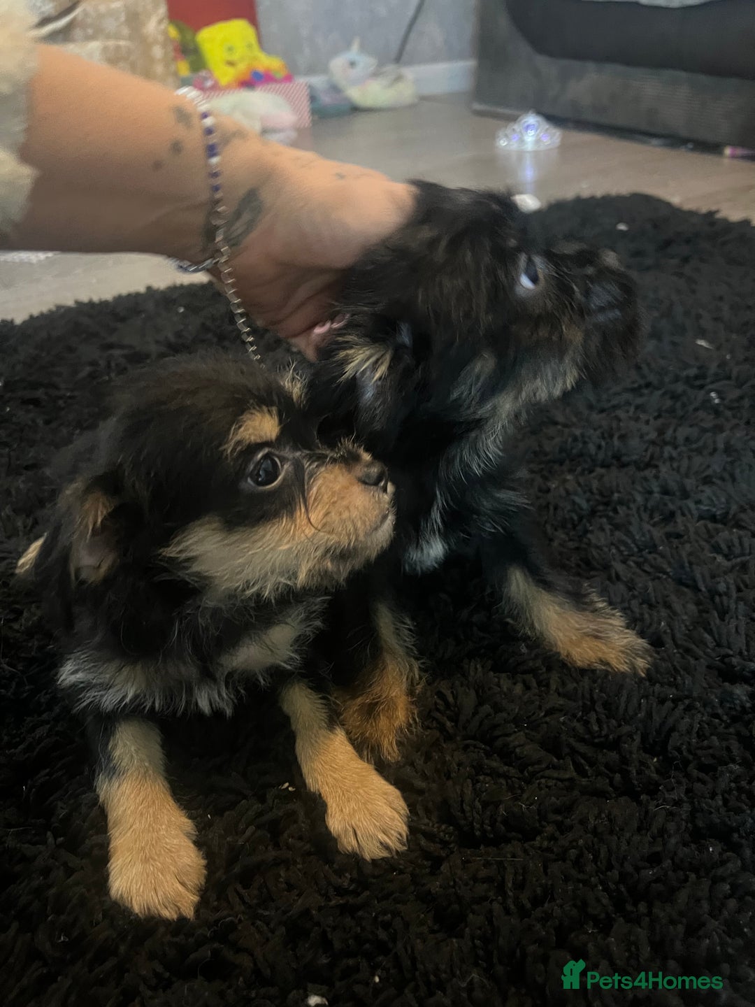 Mixed Breed dogs for sale: Jackapoo frenchy - Advert 8