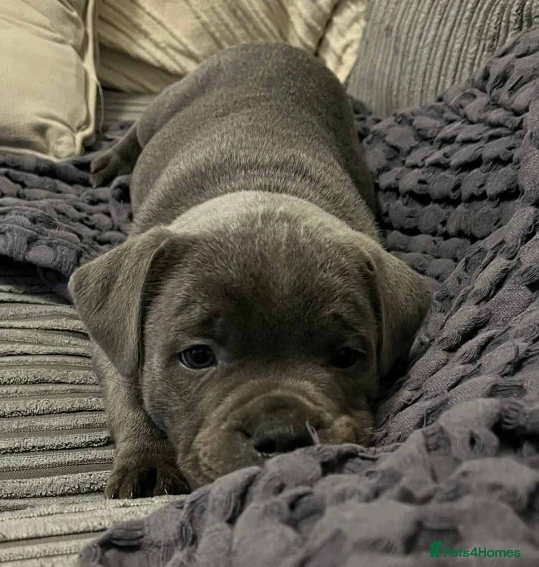 Staffordshire Bull Terrier dogs for sale: KC Champion Blue Staffordshire bull terrier - Advert 10