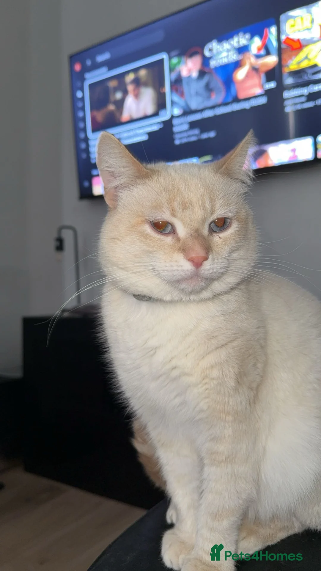 Siamese cats for sale: Brother cats  - Advert 2