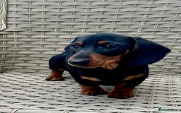 Dachshund dogs for sale: Miniature Male Dachshund puppy  - Image 4