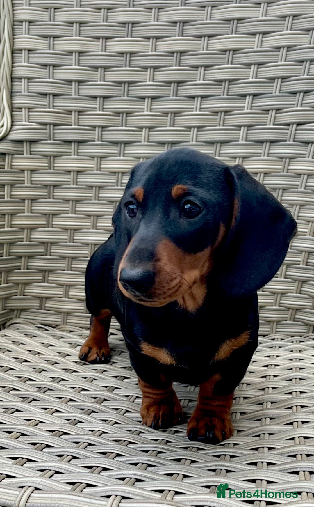Dachshund dogs for sale: Miniature Male Dachshund puppy  - Image 4