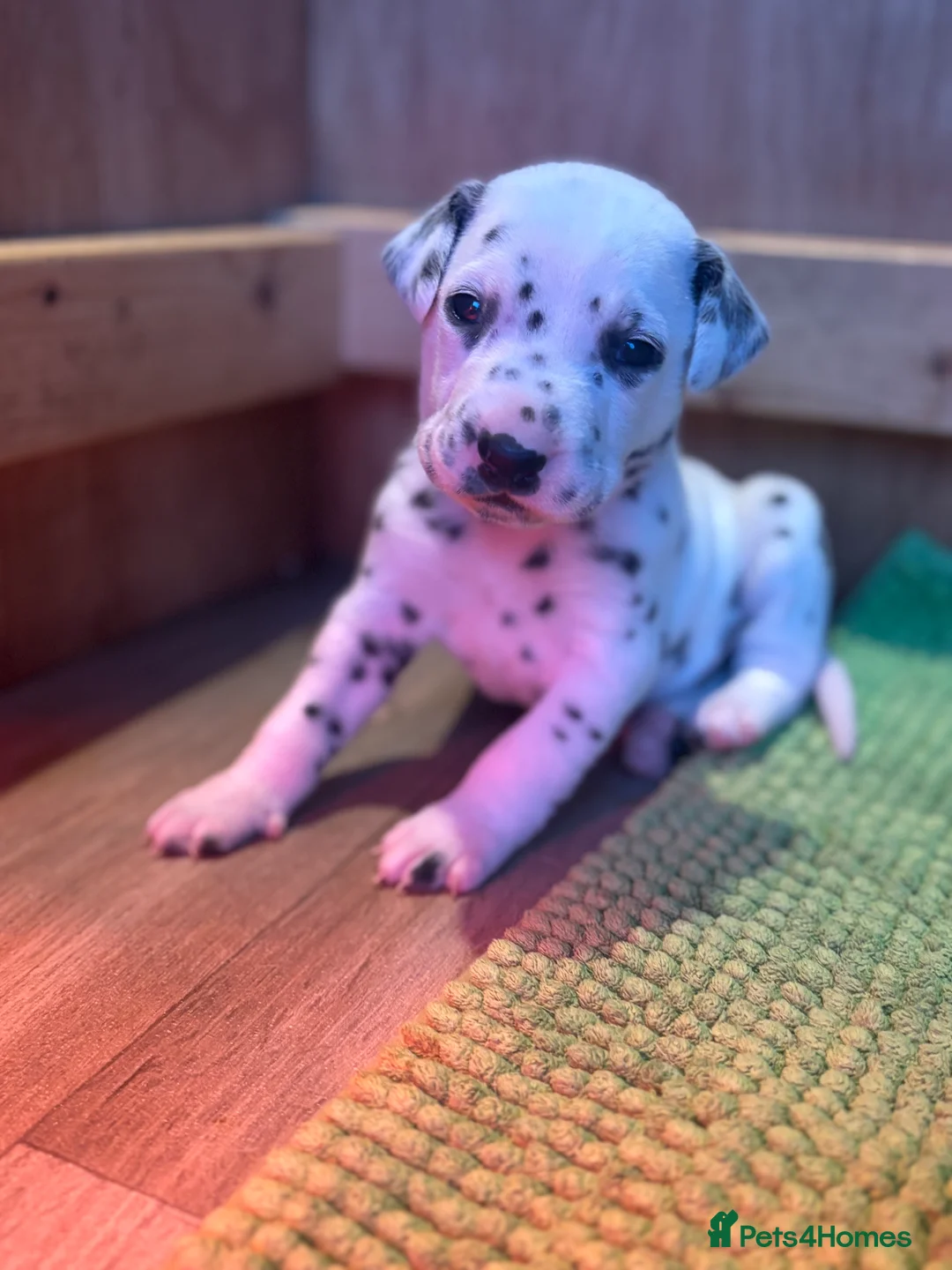 Dalmatian dogs for sale: Dalmatians BOY Left  - Advert 6