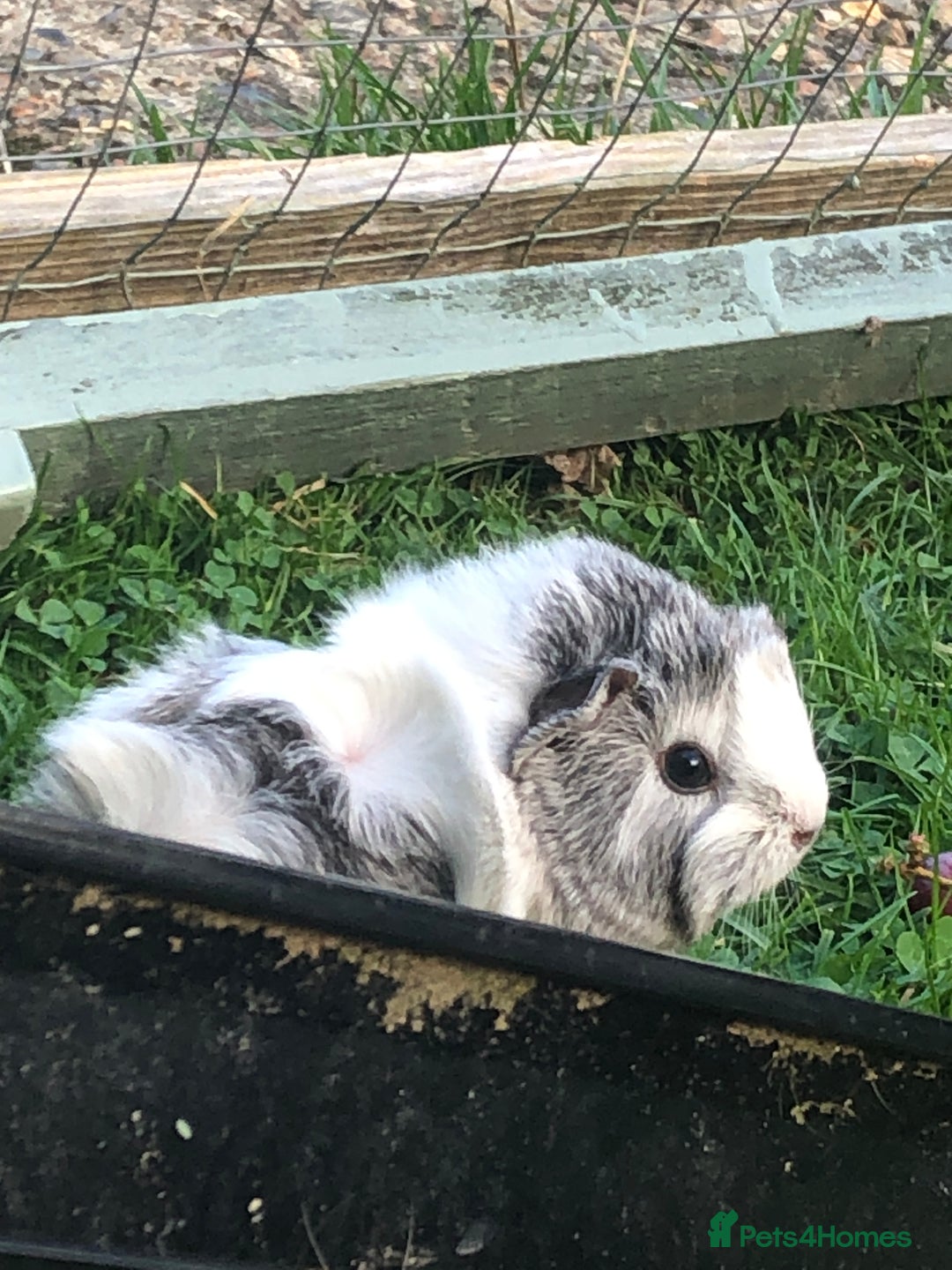 Guinea Pig rodents for sale: Gorgeous girl Guineapig baby - Image 1